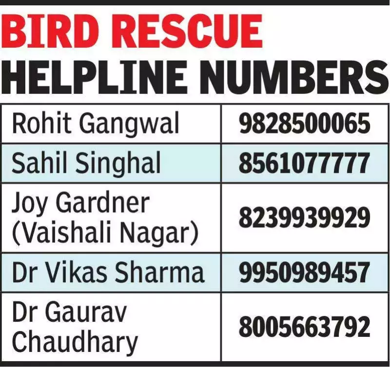 Jaipur Bird Rescue Camps Overwhelmed by Manjha Injuries During Kite Festival