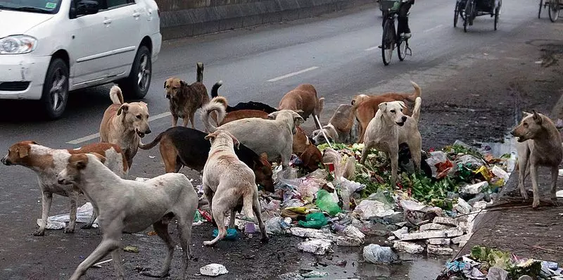 Jalandhar to Tackle Stray Dog Menace with Five New Kennels