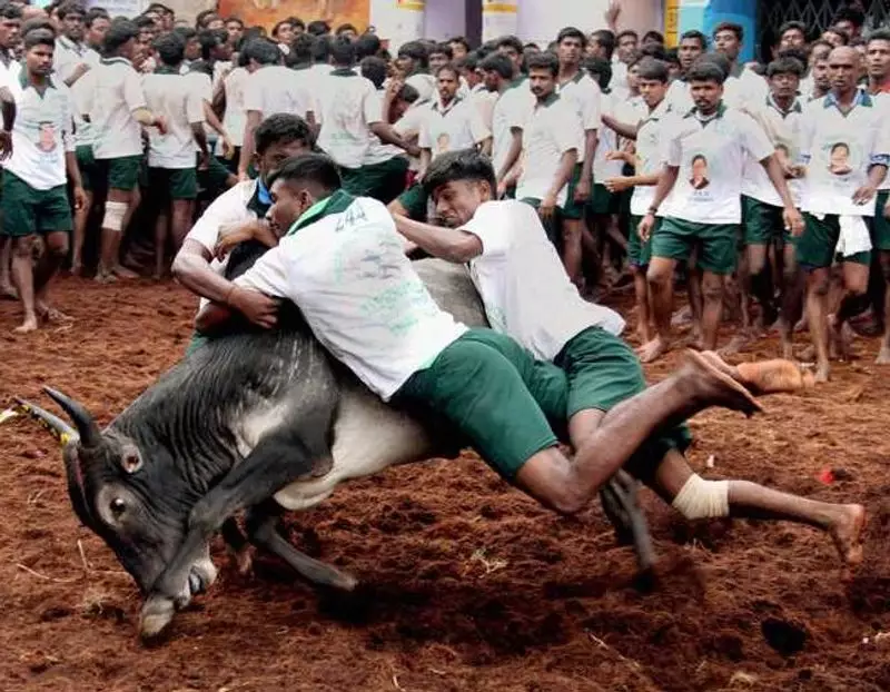 Jallikattu Season Kicks Off in Tamil Nadu with First Major Bull Taming Event