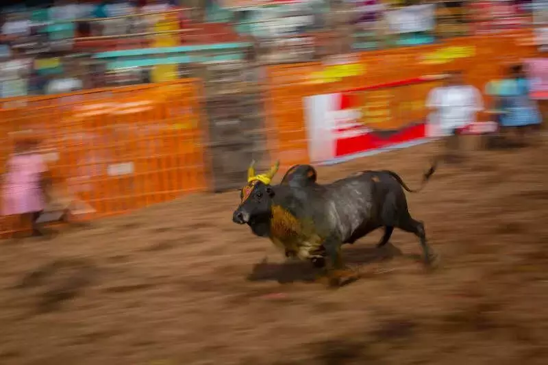 Jallikattu Turns Chaotic in Tirupati: Bull Rampage Injures Several
