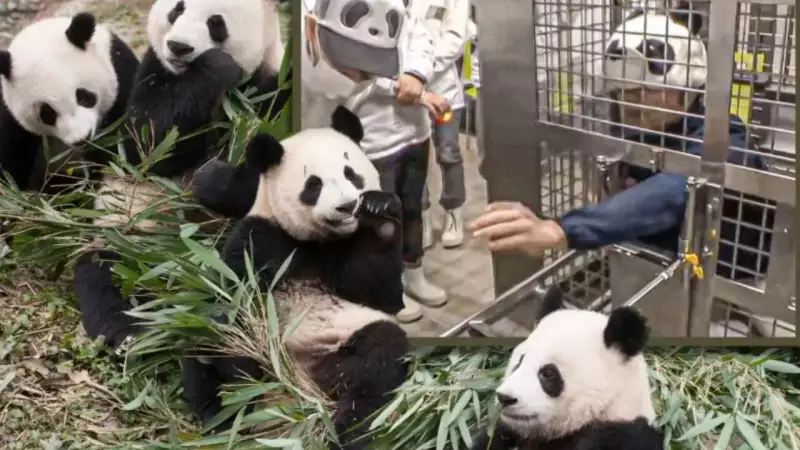 Japan's Adventure World Fills Panda Void with Unique Human Role-Play Experience
