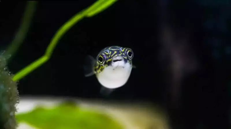 Japan's Mysterious Seabed Circles Solved: Pufferfish Builds Intricate Nests for Mating