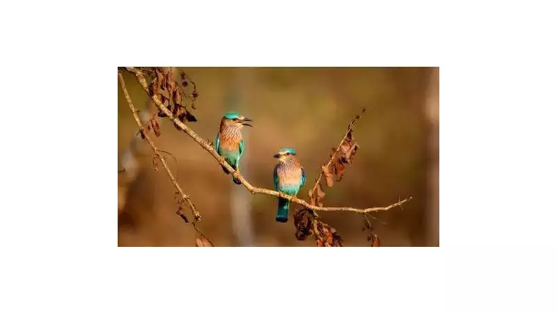 Jayakwadi Bird Sanctuary Sees Population Decline Due to Human Activities