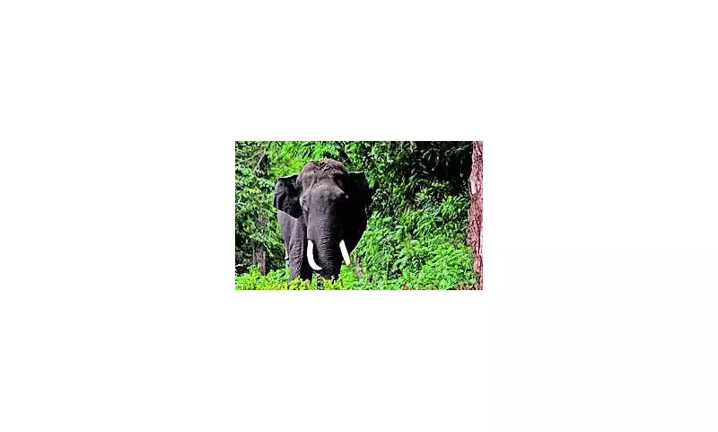 Jharkhand Elephant Rampage: 22 Killed in 21 Days, Musth Tusker Evades Capture