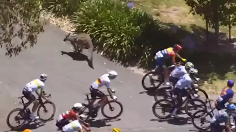 Kangaroo Collision Mars Tour Down Under: Race Leader Jay Vine Survives Crash, One Marsupial Euthanized
