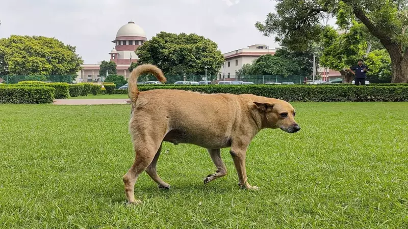 Kapil Sibal's 'They Never Bite Me' Remark on Stray Dogs Draws SC's Sharp Response