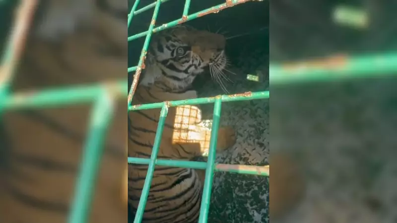 Karnataka Forest Department Rescues 10-Month-Old Female Tiger Cub in Chamarajanagar