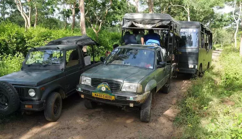 Karnataka Govt Committee Submits Interim Report on Bandipur & Nagarahole Safari Reopening