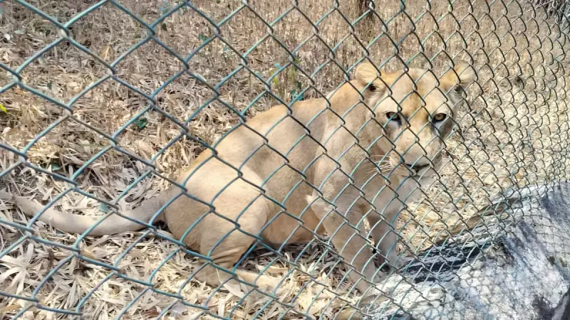 Karnataka Zoos Face Wildlife Care Crisis Due to Severe Veterinarian Shortage