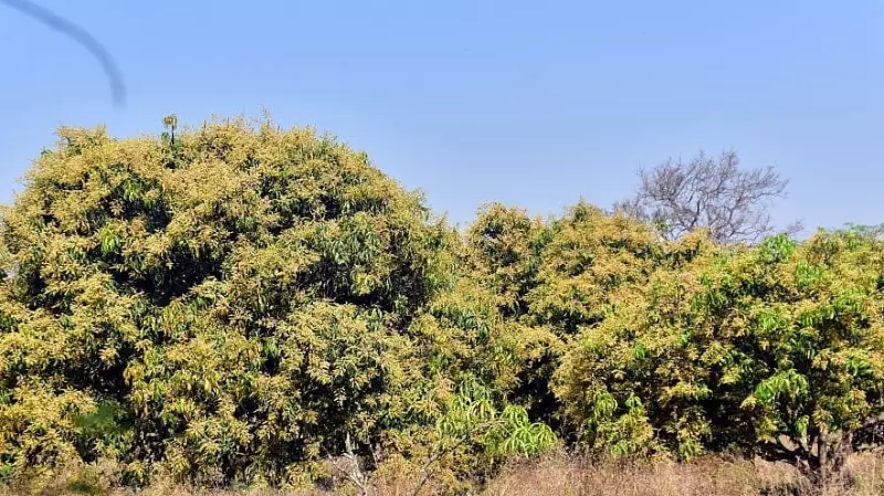 Karnataka's Mango Season Promises Bountiful Harvest for Farmers and Consumers
