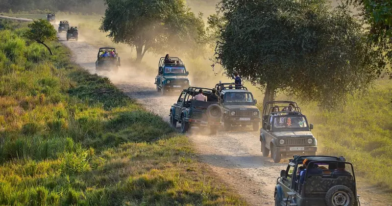 Kaziranga's New Elevated Corridor Aims to Protect Wildlife from Highway Deaths