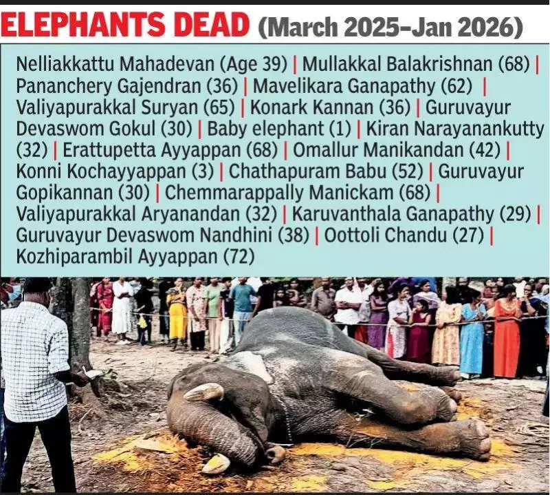 Kerala Elephant Tragedy: 20 Captive Deaths in 10 Months, NGO Alleges Systemic Failures