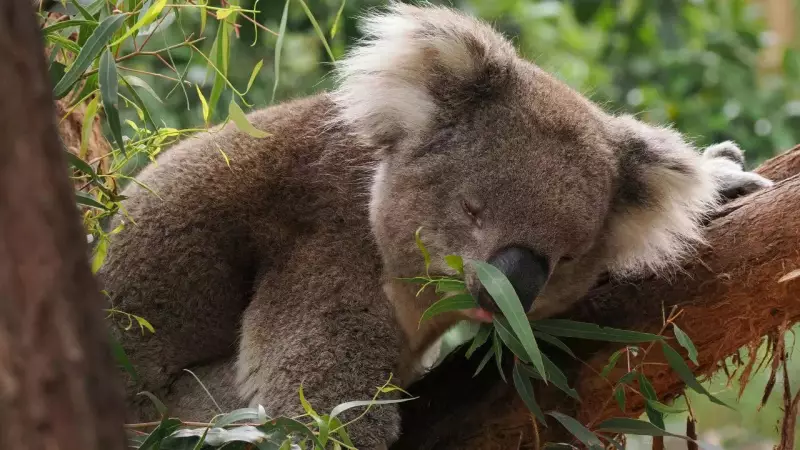 Koala Tree Hugging: Survival Strategy, Not Just Cuteness