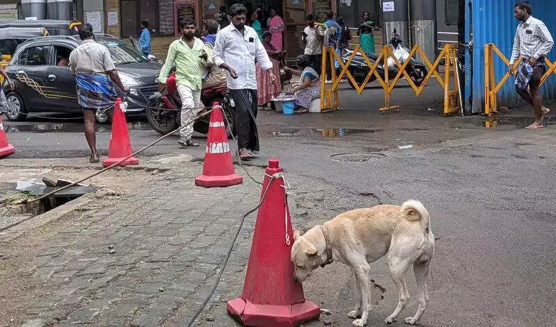 Kodagu Survey Finds 5,602 Stray Dogs; Sterilization Centers Planned