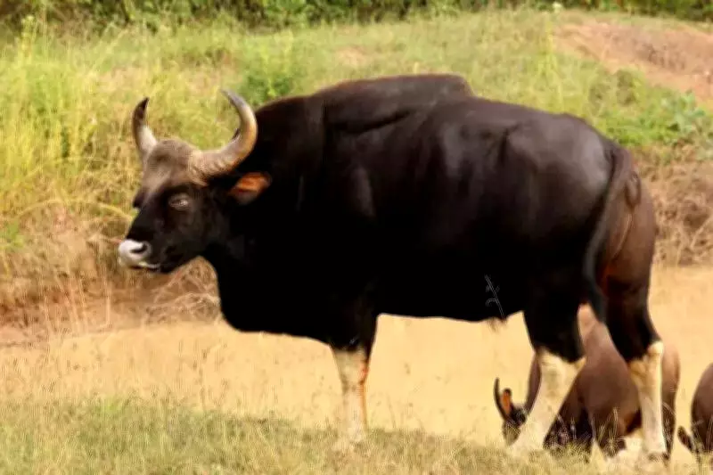 Kolhapur Forest Team Rescues Gaur from 40-Foot Well in 3-Hour Operation
