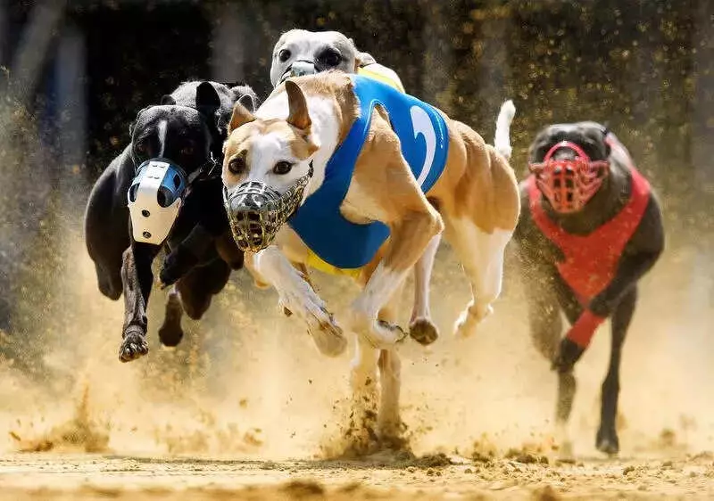 Kolhapur Police Thwarts Illegal Greyhound Race After PETA Complaint