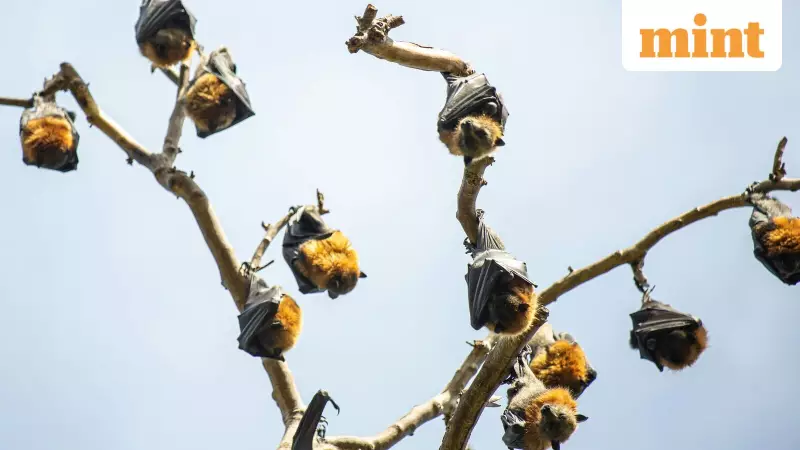 Kolkata Zoo Bats Undergo Nipah Testing After West Bengal Cases: Transmission & Symptoms Detailed