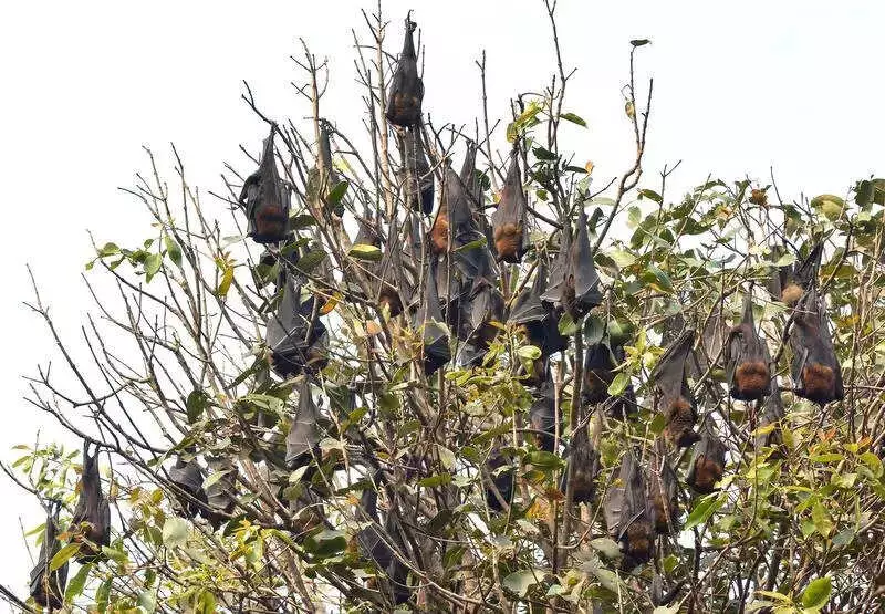 Kolkata Zoo Boosts Bat Monitoring Amid Nipah Alert, Implements Safety Measures