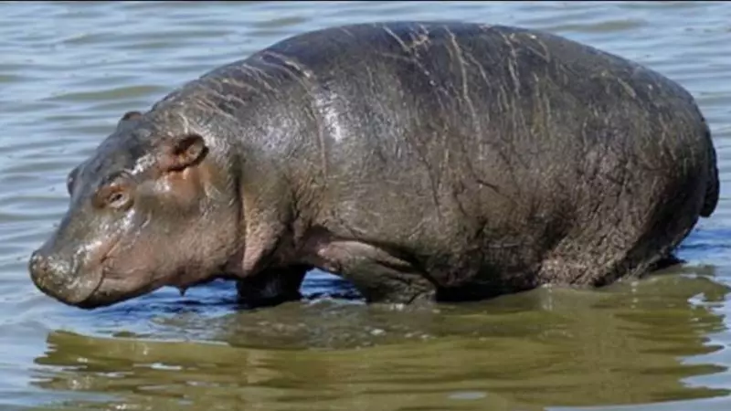 Kolkata Zoo's Ailing Hippo Emerges After 20-Day Water Confinement, Shows Recovery Signs
