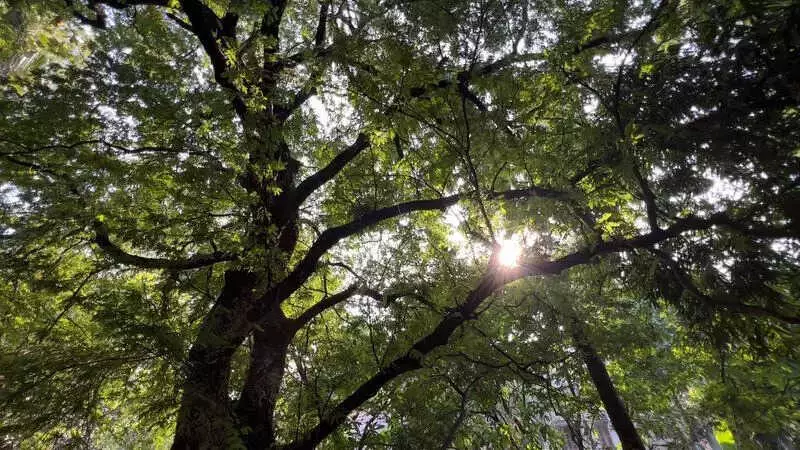Kolkata's 70-Year-Old Freedom Fighter's Tamarind Tree Saved by Citizen Collective