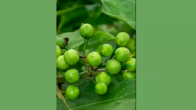 Krishnagiri's Turkey Berry Gains Global Market, Boosts Farmer Income