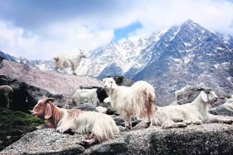 Ladakh's Pashmina Development Plan Reviewed by Chief Secretary