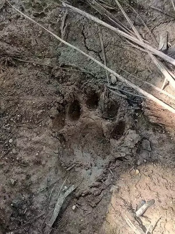 Leopard Attack in Coimbatore Prompts Forest Department to Install Camera Traps