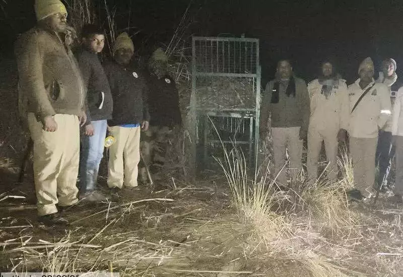 Leopard Attack in Pilibhit: 4-Year-Old Boy Killed in Sugarcane Field