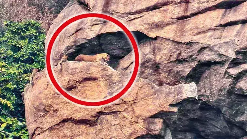 Leopard Attack in Vellore Sparks Panic: Calves Killed, Cubs Spotted Near Village