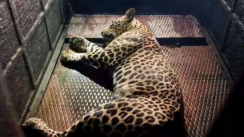 Leopard Captured After Straying into Human Settlement in Kerala's Palakkad