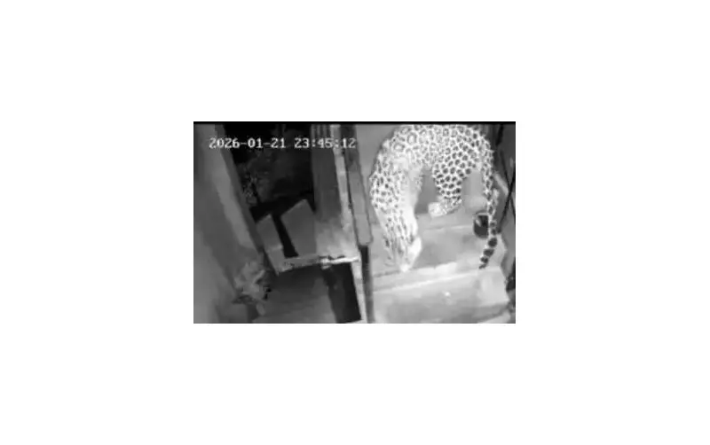 Leopard Captured on CCTV Entering Shimla Residential Building at Night