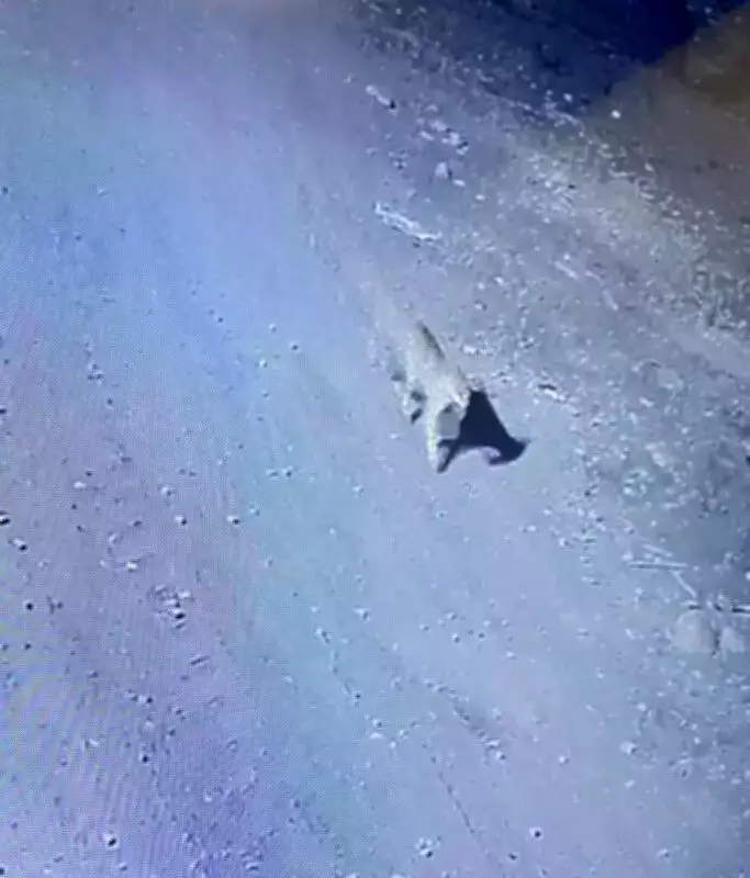 Leopard Spotted Again at Army War College, Mhow After Nearly a Year