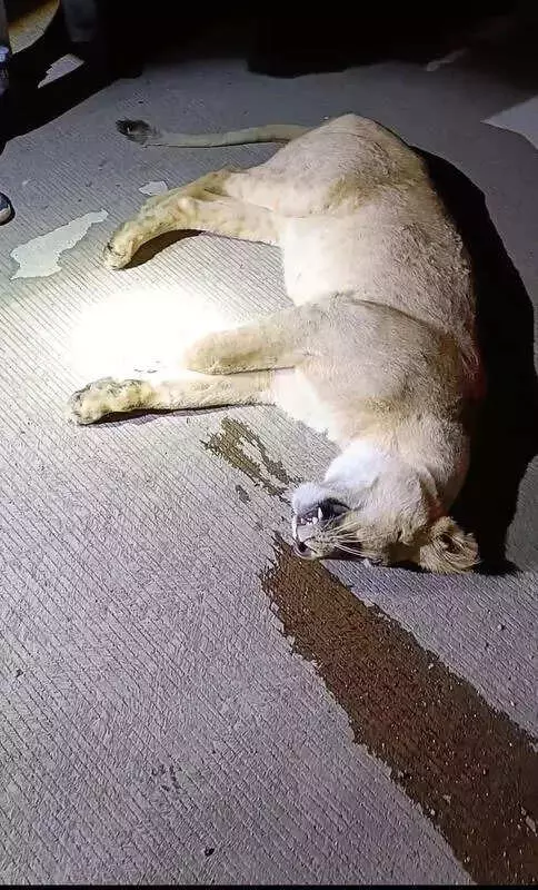 Lioness Killed on Bhavnagar-Somnath Highway, Vehicle Sought