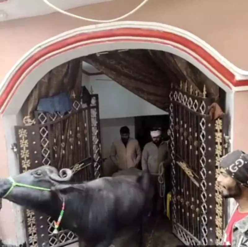 LMC Raids Illegal Dairy in Lucknow, Finds Buffaloes in Bedroom