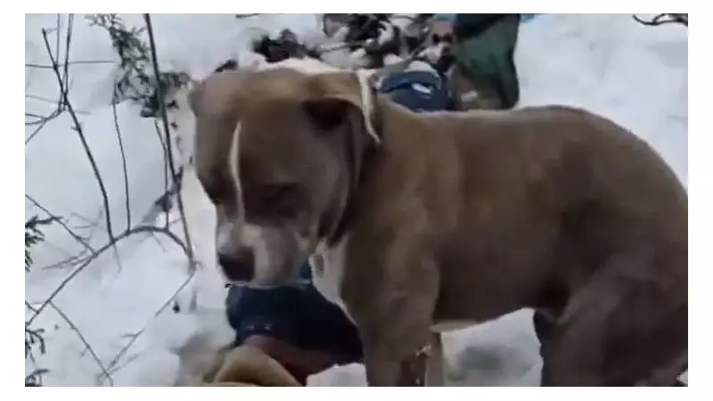 Loyal Dog Stands Guard Over Teenagers' Bodies in Himachal Blizzard