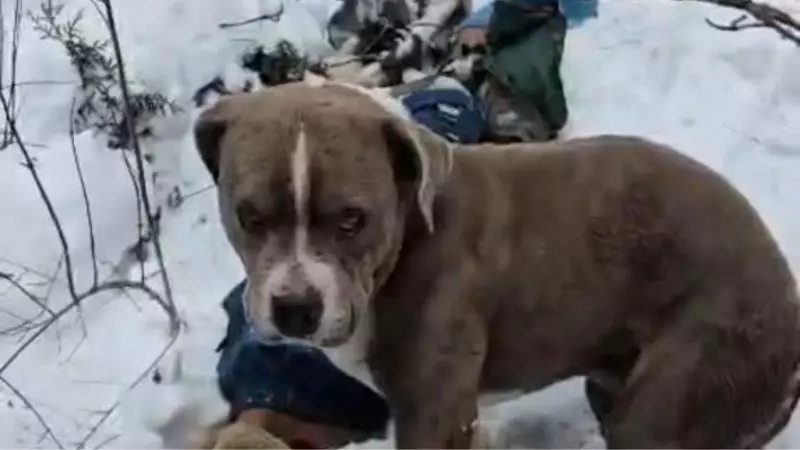 Loyal Pit Bull Guards Teen's Body for Four Days in Himachal's Harsh Snowfall