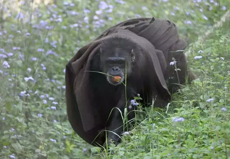 Lucknow Shivers as Icy Himalayan Winds Grip City, Relief Expected for 2 Days