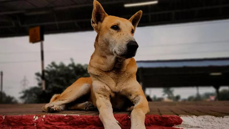 Lucknow's Stray Dog Success Story: Supreme Court Hails 'Model' City
