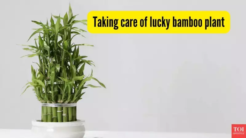 Lucky Bamboo Care Guide: Why It's Not True Bamboo & How to Keep It Alive