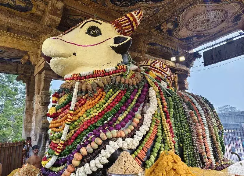 Maatu Pongal Celebrated with Traditional Fervor in Tamil Nadu's Delta Districts