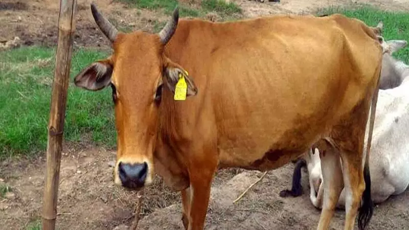 Madhya Pradesh's Popcorn Plan for Cows: A New Way to Boost Dairy Farming