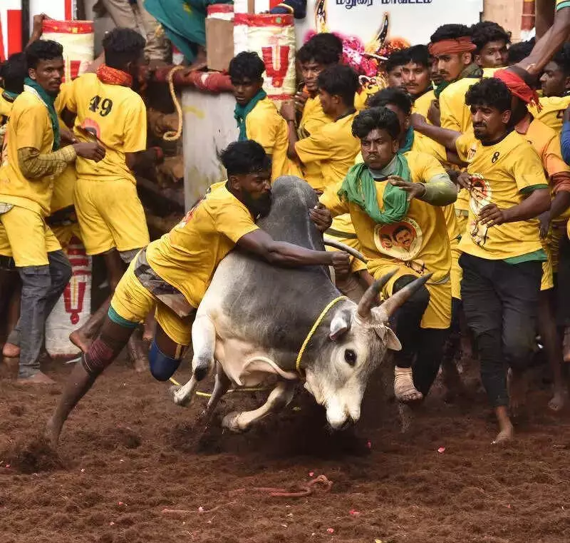 Madras High Court Denies Jallikattu Permission to Village Committee in Madurai