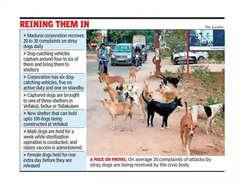 Madurai Intensifies Stray Dog Control with New Vehicles and Sterilisation Drive