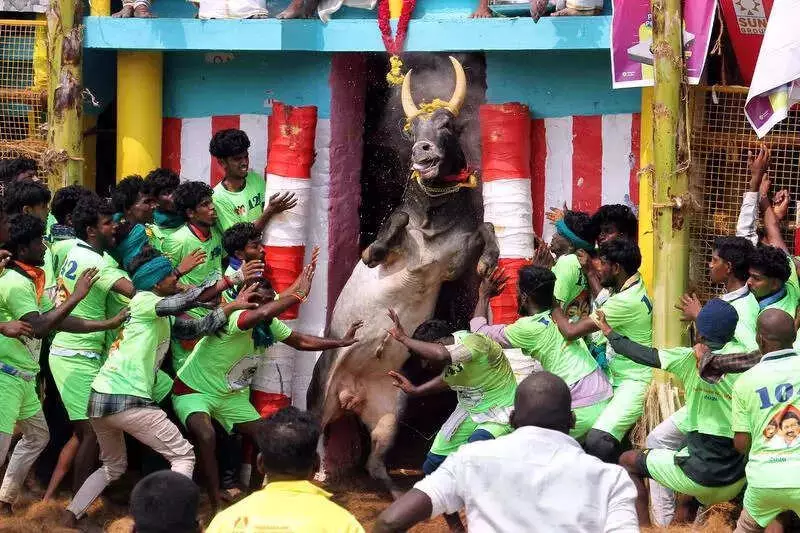 Madurai Jallikattu Tragedy: Elderly Spectator Dies After Bull Attack at Palamedu Event