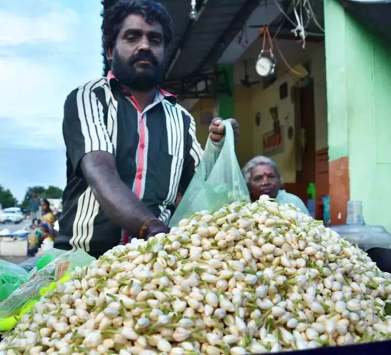 Madurai Jasmine Prices Skyrocket to ₹12,000/kg as Frost Decimates Yield