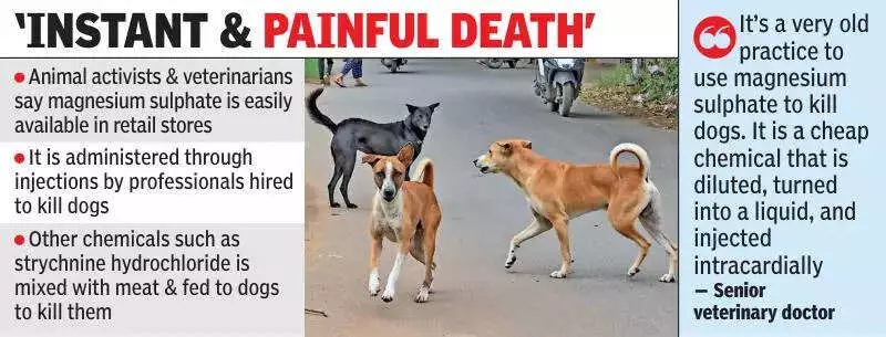 Magnesium Sulphate Used in Mass Dog Killings Across Telangana, Activists Reveal