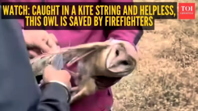 Maharashtra Firefighters Rescue Owl Trapped in Kite String in Pimpri Chinchwad