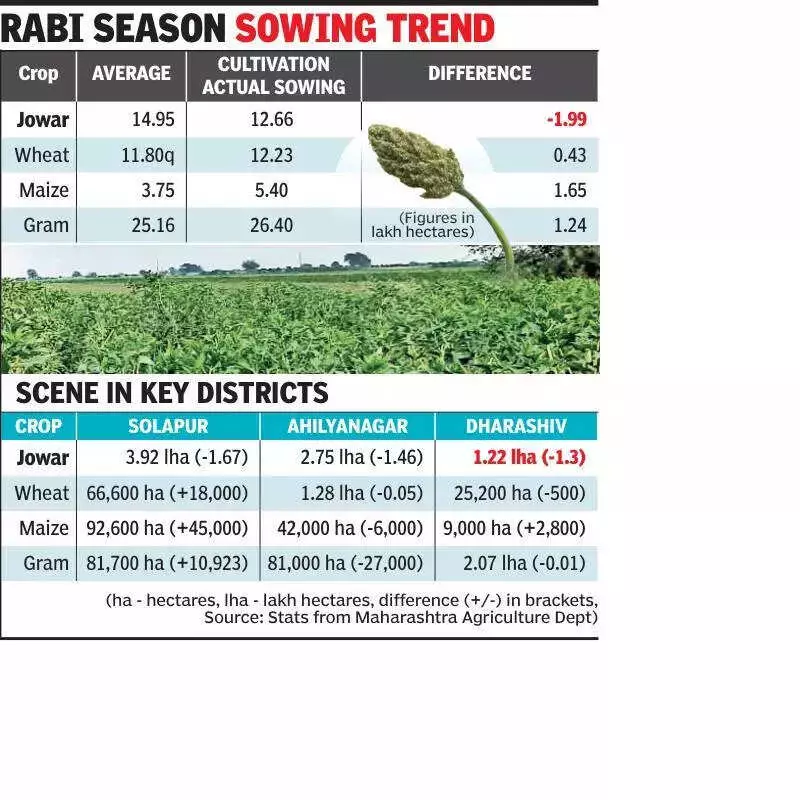 Maharashtra's Jowar Cultivation Plummets by 2 Lakh Hectares After Extreme Monsoon
