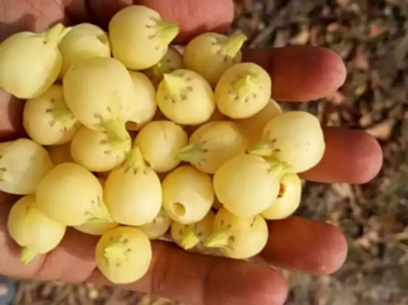 Mahua Blossoms: India's Forest Treasure Sweetens Lives and Livelihoods