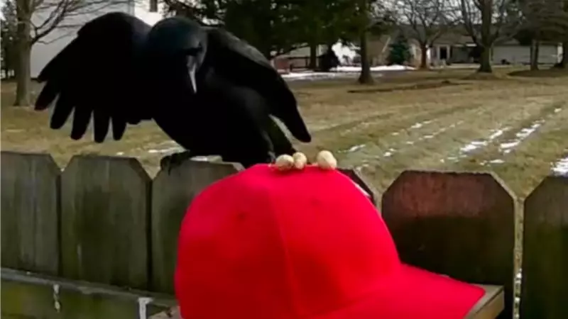 Man Trains Crows to Target Red MAGA Hats in Viral Social Media Experiment